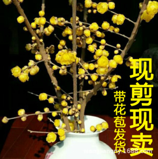 ѩ����֦��ľ�괺�ɻ�֦÷�����D÷������ˮ�_ˮ���r���҃Ȼ���