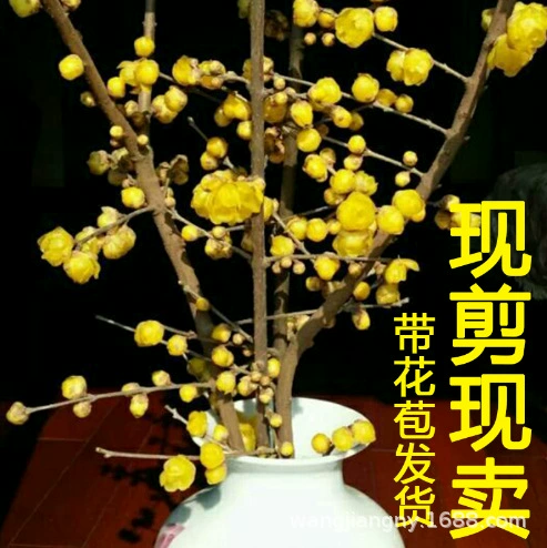 Сушеные ветки снежной ивы, сухостоя, сухоцветы весной, слива, слива