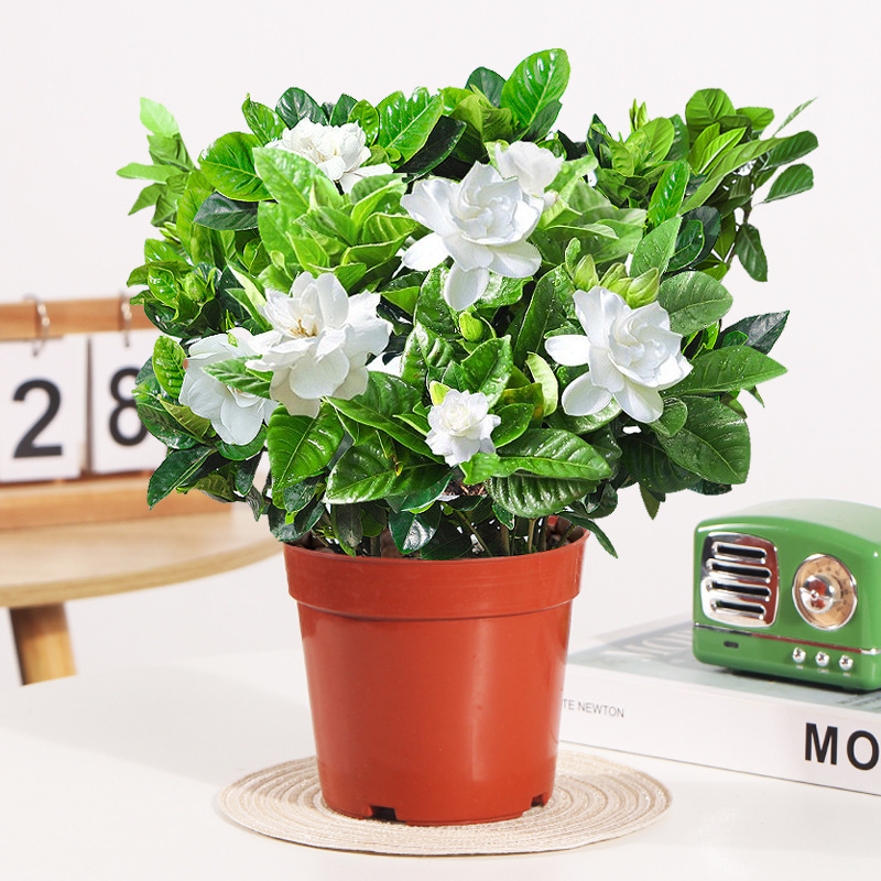 [폭발기] 부티크 120#싹이 있는 치자나무(원래 화분 흙) + 영양액