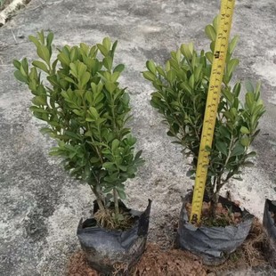 ��ɽ��ľֱ�NС�~�S��С������S��ë����繤�̈@�־G��ֲ��