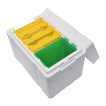 养蜂工具中蜂意蜂育王箱塑料蜂箱单层蜂王交尾箱培育蜜蜂蜂农专用