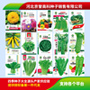 The company wholesale four seasons of vegetables and flower seeds more than 200 products supply chain of vegetables and flowers seeds