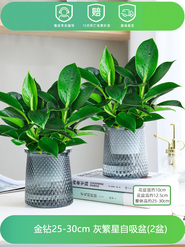 [2개 세면대 특별 제공] 골든 다이아몬드 25-30CM+별 세면대+영양액