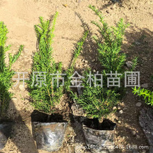 |tɼlͥԺ辰;Gh籱Gرtɼ