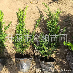 �|���t��ɼ�������lͥԺ�辰���;G�h���籱�����G�ر��t��ɼ����