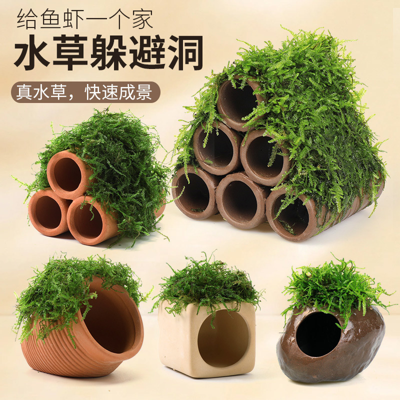 Fish Tank Moss Aquatic Plant Landscaping Lazy Real Plant Fish and Shrimp Shelter Tank Shrimp House Small Ornaments Small Fish Breeding Shelter House Fish Tank Moss Aquatic Plant Landscaping Lazy Real Plant Fish and Shrimp Shelter Tank Shrimp House Small Ornaments Small Fish Breeding Shelter House