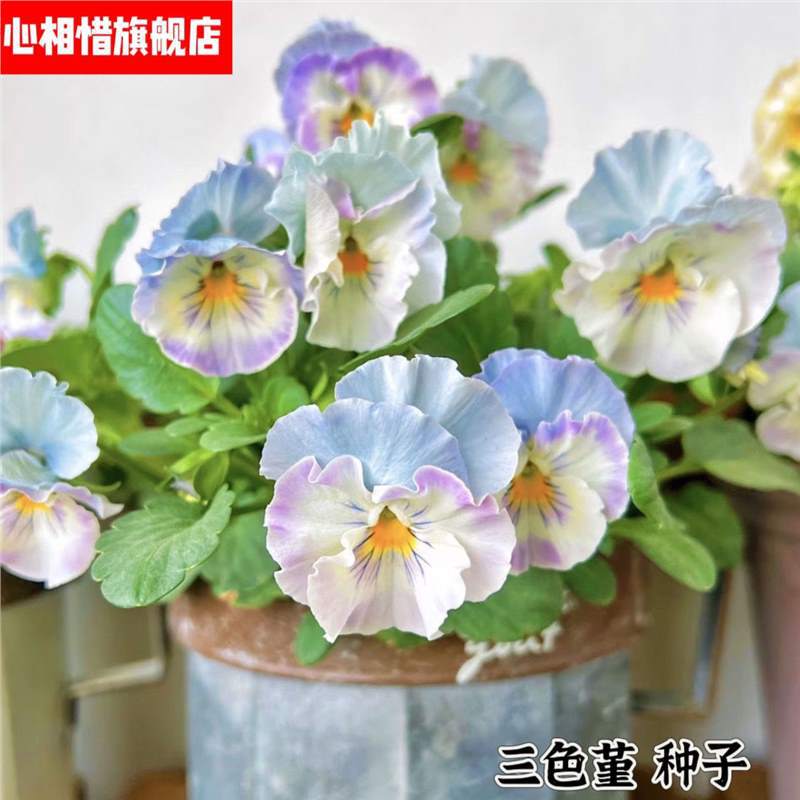 Pansy seeds wrinkled pansy seeds cat face flower seeds indoor and…
