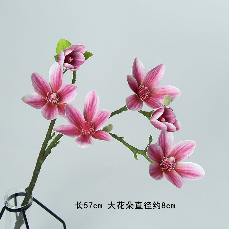 작은 목련 보라색 6개