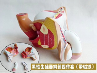 Male Male Reproductive System Development Anatomy Testis Urinary System Science Sponge Penis Bladder Excretion Human Body