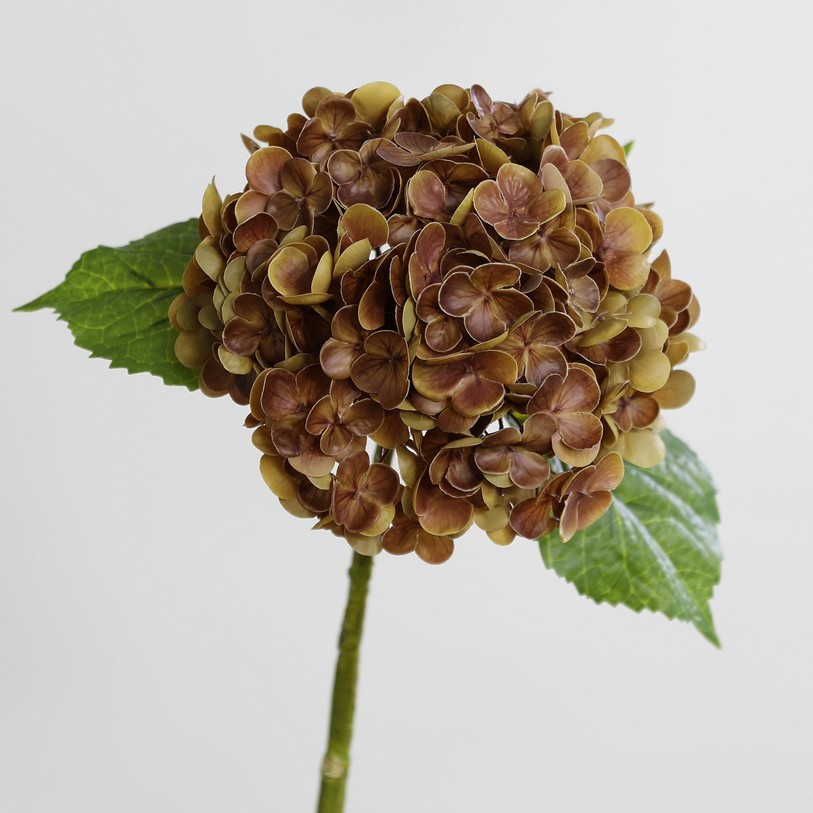 BR1 레드 브라운