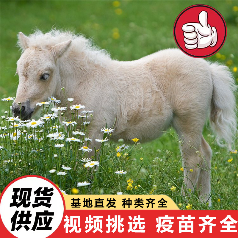 活体小矮马 养殖场销售成年社特兰德保矮马 景区骑乘矮马出售回收