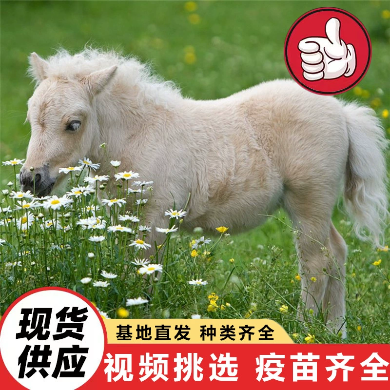 Продажа миниатюрных лошадей на фермах, взрослые миниатюрные лошади породы Тхёрбрид для продажи в туристических местах, миниатюрные лошади для верховой езды и переработки.