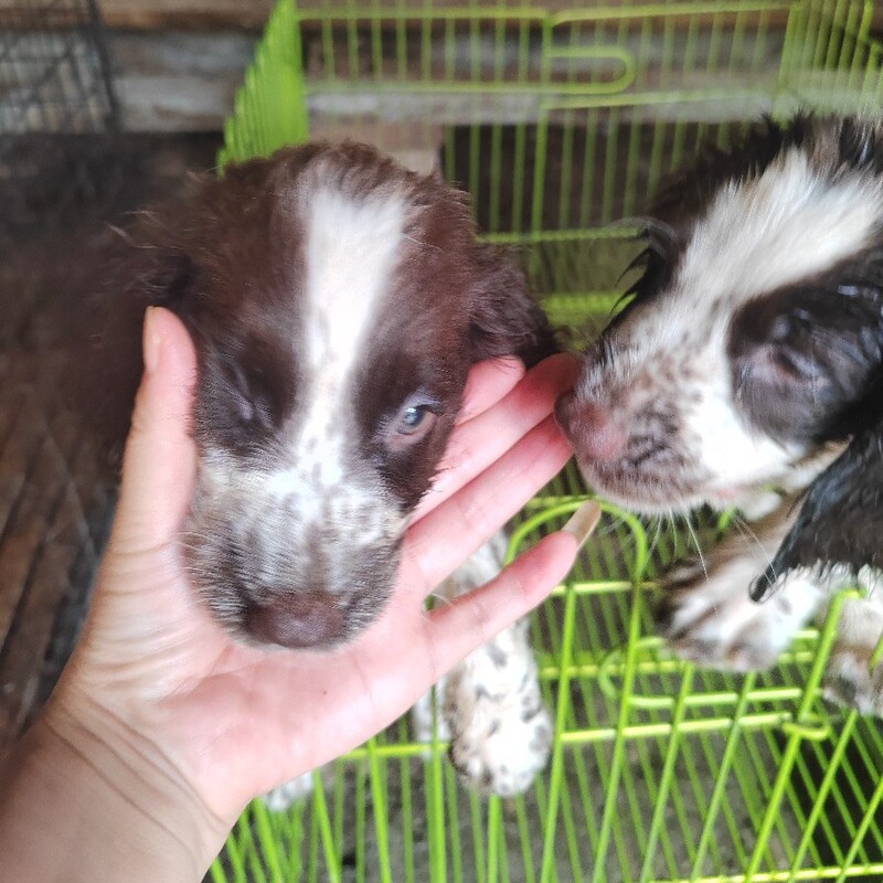 Purebred Live Puppies, Hunting Dogs, Springer Spaniel, Medium-Sized Dogs, Can Guard the House and Hunt Purebred Live Puppies, Hunting Dogs, Springer Spaniel, Medium-Sized Dogs, Can Guard the House and Hunt