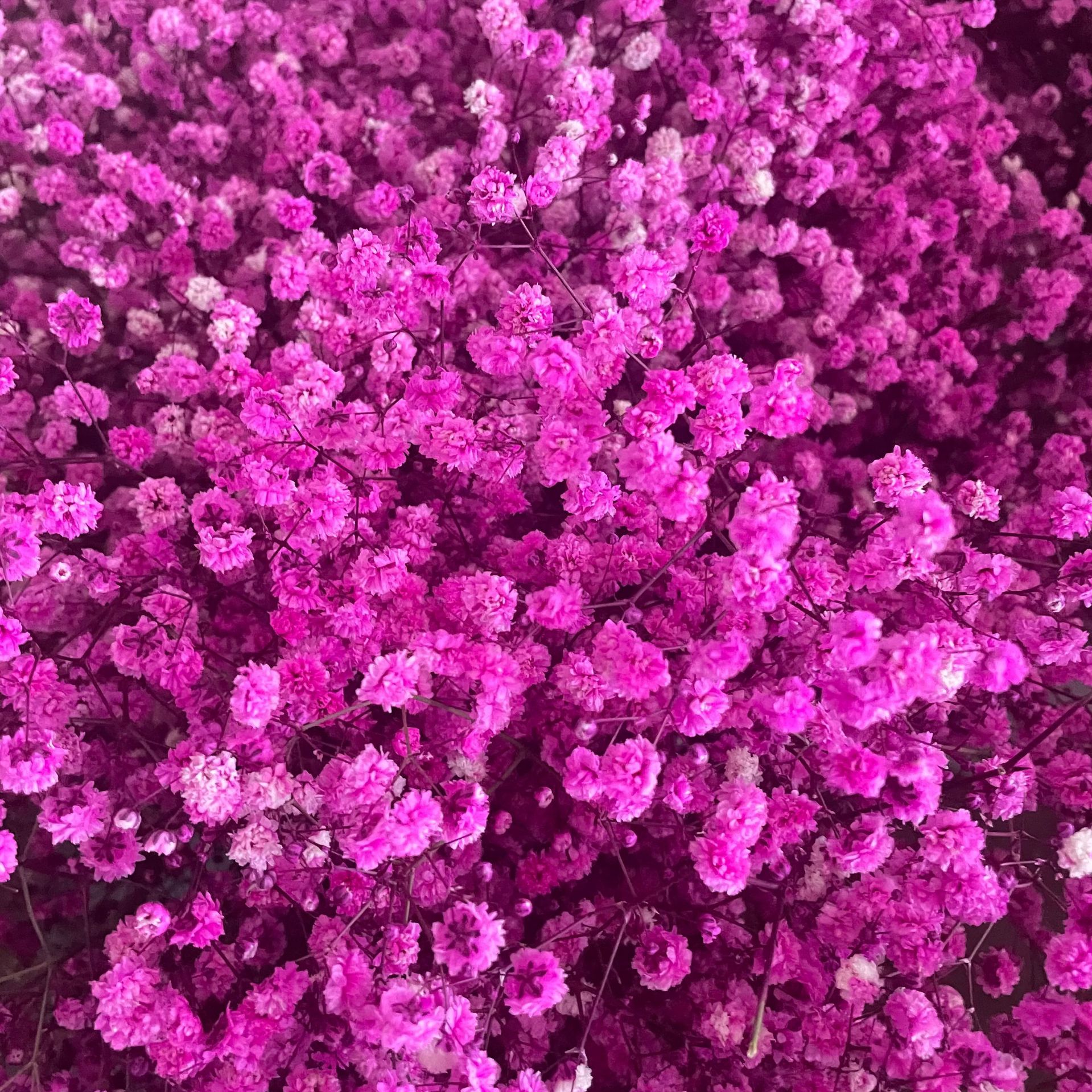 A 학년 장미 붉은 영원한 꽃 (약 120g)