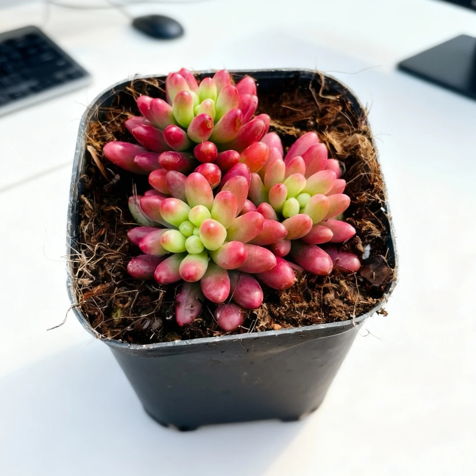 레인보우 제이드 브로케이드 3-5cm (플라스틱 냄비에 심어 배송)