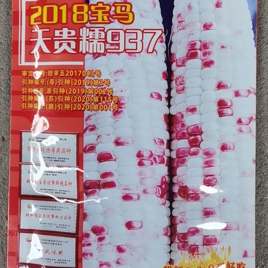 晓富种子 天贵糯937、2018宝彩甜糯玉米种鲜食甜加糯玉米种100克