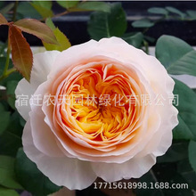 朱丽叶  奥斯汀月季 欧月花苗淡香直立  灌木 重瓣 盆栽地栽烟台