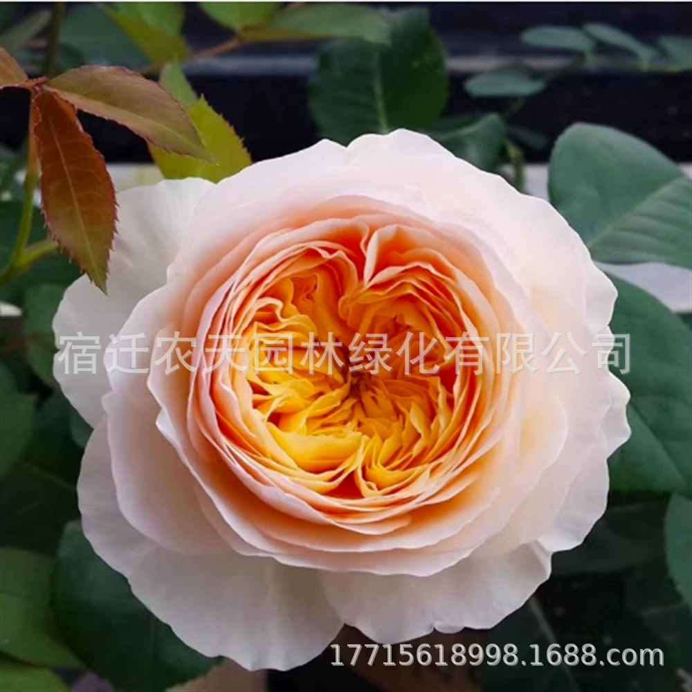 Комнатные Цветочные саженцы и растения Ильзе легко выращиваются за четыре сезона и сохраняют цветение на осеннем балконе с бутонами.