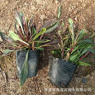 工程绿化公园小区山桃草盆栽宿根花卉千鸟花园林绿化山桃草苗木