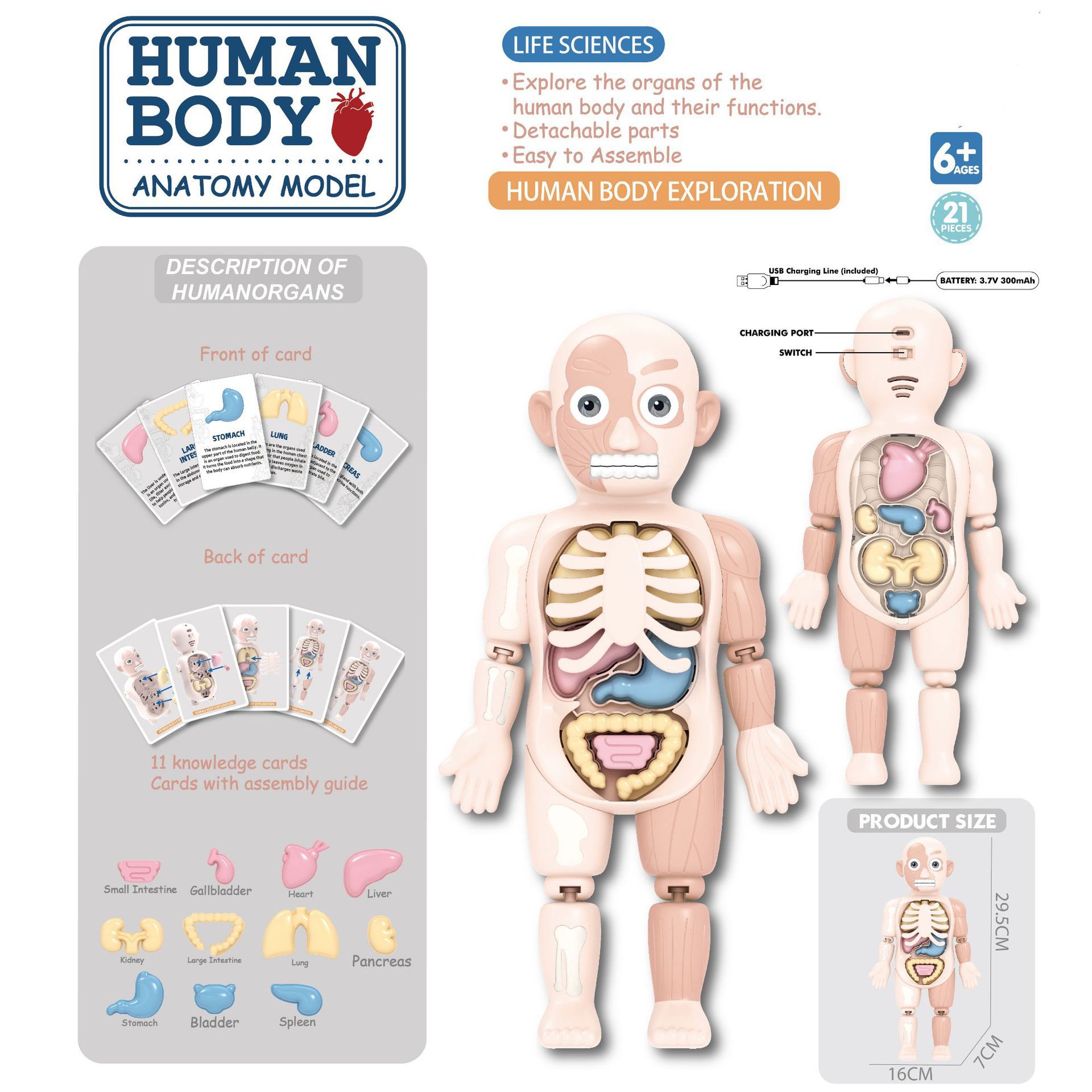 Juguetes de ciencia y educación transfronterizos maniquí articulaciones humanos niños juguetes de ciencia y educación juguetes cognitivos científicos al por mayor