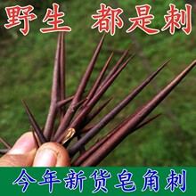 秦岭野生皂荚刺500g纯刺无枝材皂荚刺打粉皂荚刺皂角刺粉