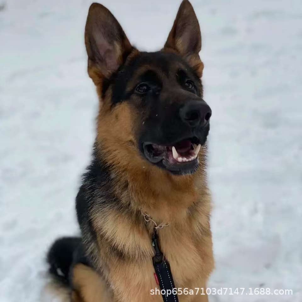 家养赛系德国牧羊犬幼犬活体纯种狼狗防暴犬警犬幼崽黑背宠物活物