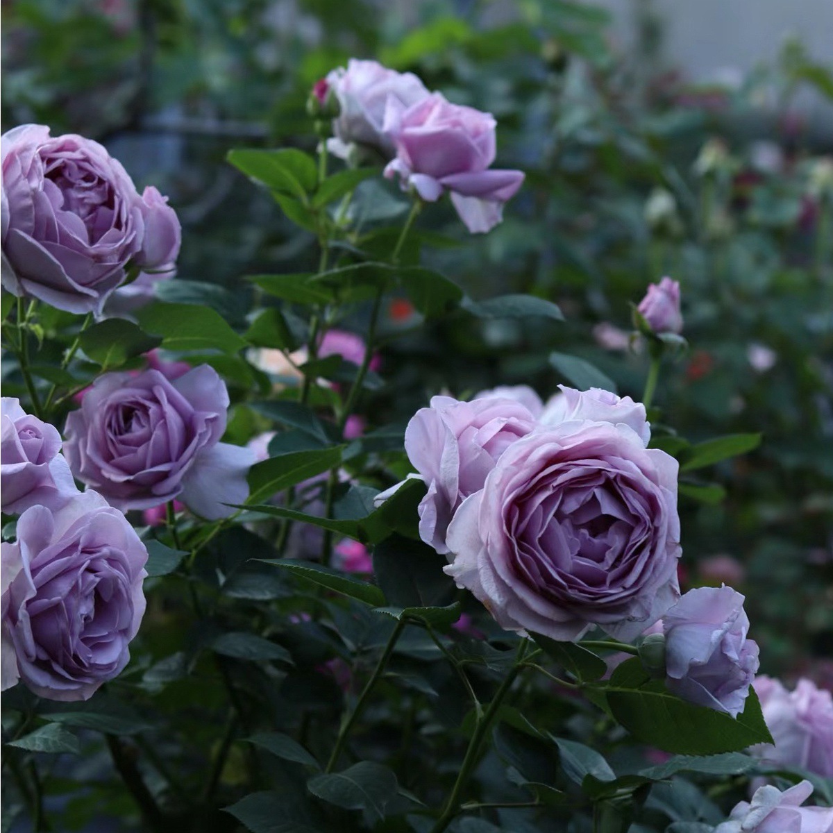 블루스톰 [큰 꽃의 강한 향기] 작은 묘목