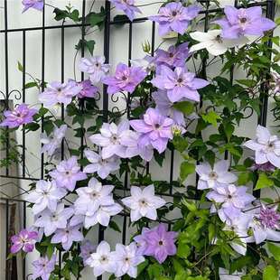 �F��ɏ����ֲ��ͥԺ�ͺ��Gֲ����С���ļ���Ԯ���ܞ��а��y���̨