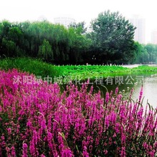 ���lǧ���˷N��ˮ��ֲ�ﻨ�ܻ����N�Ӳݻ��N�Ӿ��^�G���͝������