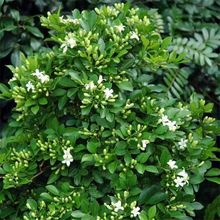 ǧ����N�� ������N��С�����k����ֲ�ﻨ�ܷN���G