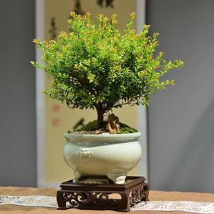 Small-Leaf Red Nan Bonsai Office Bonsai Indoor Easy-To-Grow Evergreen Tea Table High-Quality Green Plant Decorative Ornaments