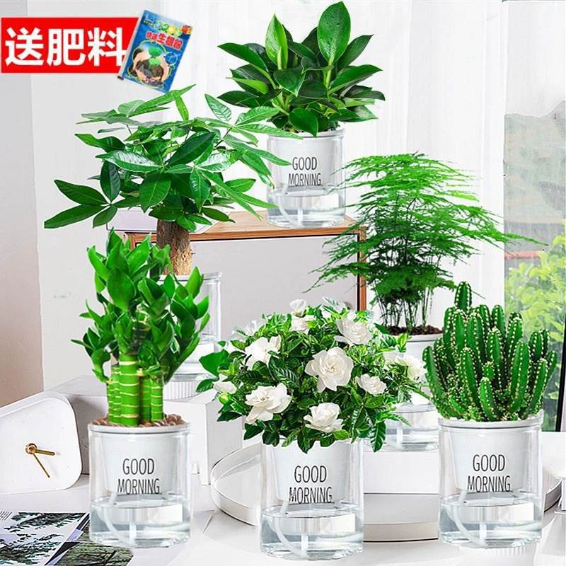 골든 다이아몬드 + 머니 트리 + 치자나무 + 완중산 + 연잎 대나무 + 아스파라거스 + 굿모닝 분지