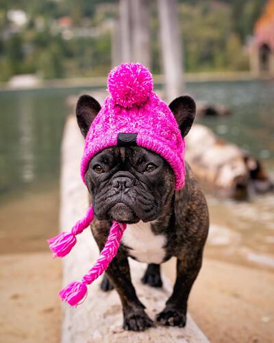 Winter and Autumn Warm Windproof Plush Dog Hat Knitting Ball Dog Head Cover New Hot Sale Pet Hat