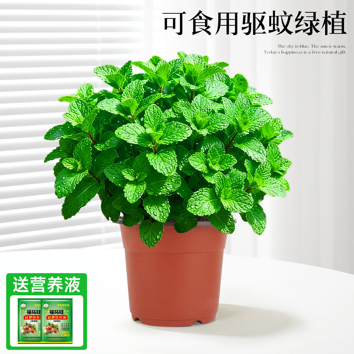 With simple planting pot