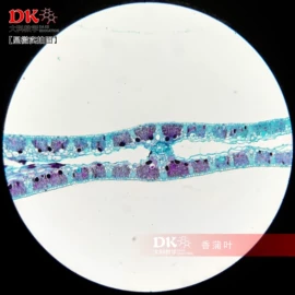 生物教学器材;教学仪器;实验室仪器