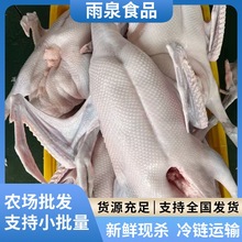 清运黑棕鹅冻鹅烧腊酒店专业批发工厂直发够日子实惠大批量冰冻鹅