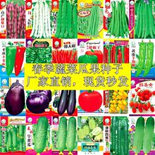 蔬菜种子四季播盆栽阳台庭院香菜青菜豆角生菜小葱菠菜籽孑大全