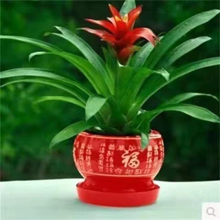 鸿运当头四季陶瓷盆红星花卉盆景水培植物室内绿植鲜花苗带花凤梨