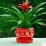 红星水培植物四季盆景