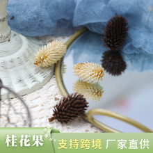 桂花果松塔橡果 干花diy材料包装饰拍摄道具圣诞摆件永生干花批发