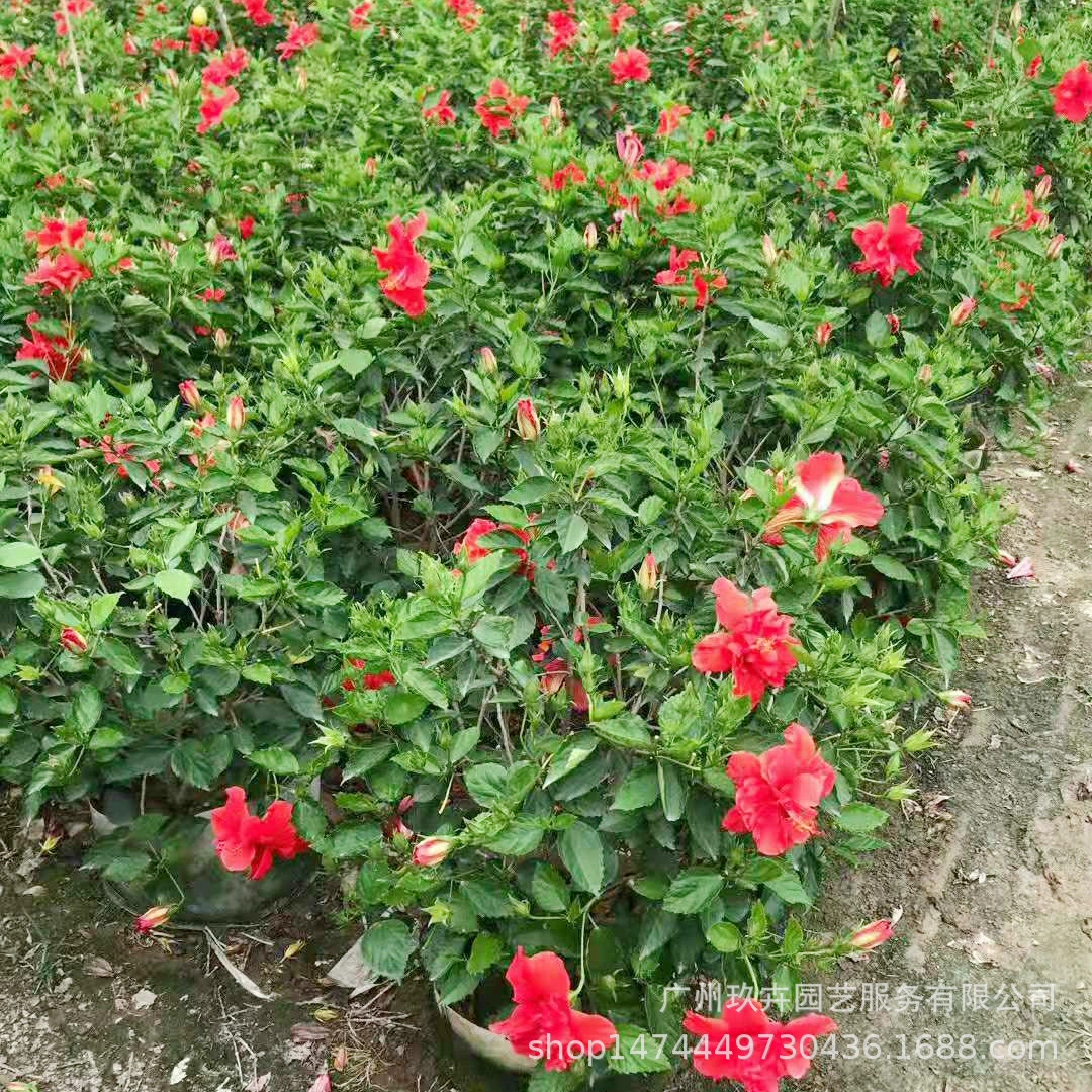 Гибискус Fusang большой красный цветок крышка рассада цветочный сад цветок зеркало зеленый чехол сумка рассада