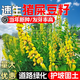 �iʺ���N�Ӷ������o�¹��������ͲݷN��������ɽ����ţ���Q���ϻ�