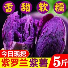 【左家铺子】紫薯新鲜现挖10农家自种地瓜番薯5斤包邮紫罗兰