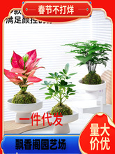 һ�����l̦�\��ˮ��ֲ������С�����k���҃ȾGֲ�����՚�����ȩ��