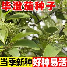 �����ѷN���ļ��Nֲ�׳ɻ������ɽ�n��ľ����ɜ������ș�ķN����