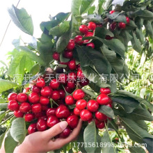 智利车厘子樱桃树苗大樱桃桑提娜苗各种品种樱桃树苗当年结果果树