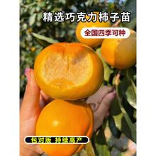 ƷNɿˮӘ޽ϷNֲժ¼ɳ