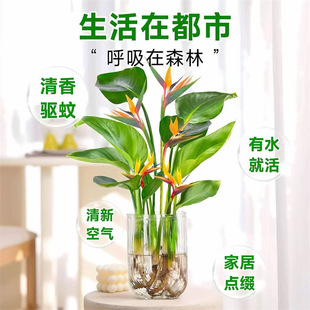 �����B�o����ˮ��ֲ���҃Ⱥ��B�Gֲˮ��ˮ�B�׻�����Gֲ������ȩ
