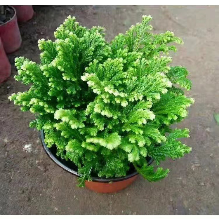 卷柏又叫九死还魂草,石柏,岩柏草,黄皮卷柏室内盆栽绿植好养易活-阿里巴巴