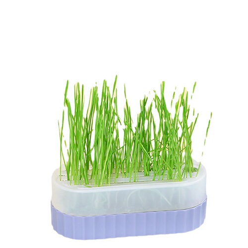 Cat Snacks Cat Mint Planting Hydroponic Box Cat Grass Basin Contrast Color Hydroponic Cat Grass Box Set No Seeds